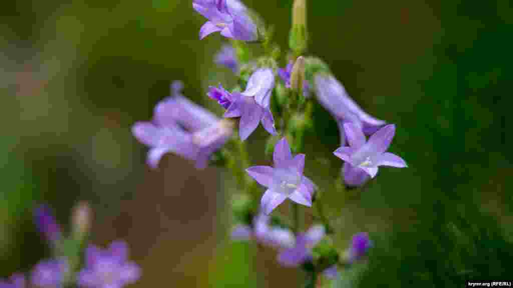 Колокольчик крымский на горном склоне массива Чатыр-Даг. Цветок внесен в список крымских эндемов, хотя известны находки таких растений за пределами Крымского полуострова – в бассейне Днестра, на Северном Кавказе