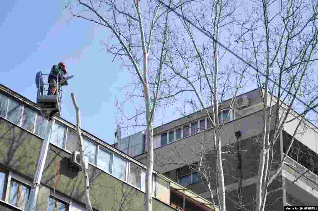 Razlog orezivanja stabala je rekonstrukcija saobraćajnica koja bi trebalo da počne tokom marta, saopštilo je JKP "Zelenilo Beograd".  