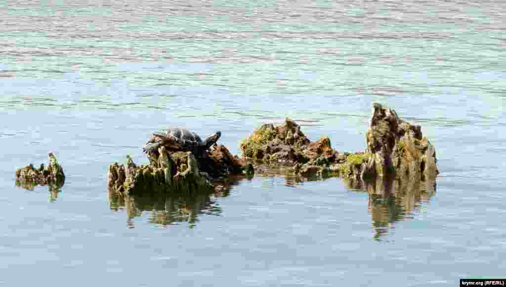 А черепаха, видимо, просто греется под солнцем на старой коряге посредине водоема 