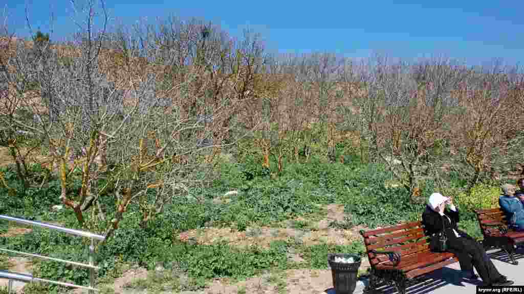 Низкорослые деревья, которые росли на этой террасе еще до «реконструкции» площадки и появления официального парка