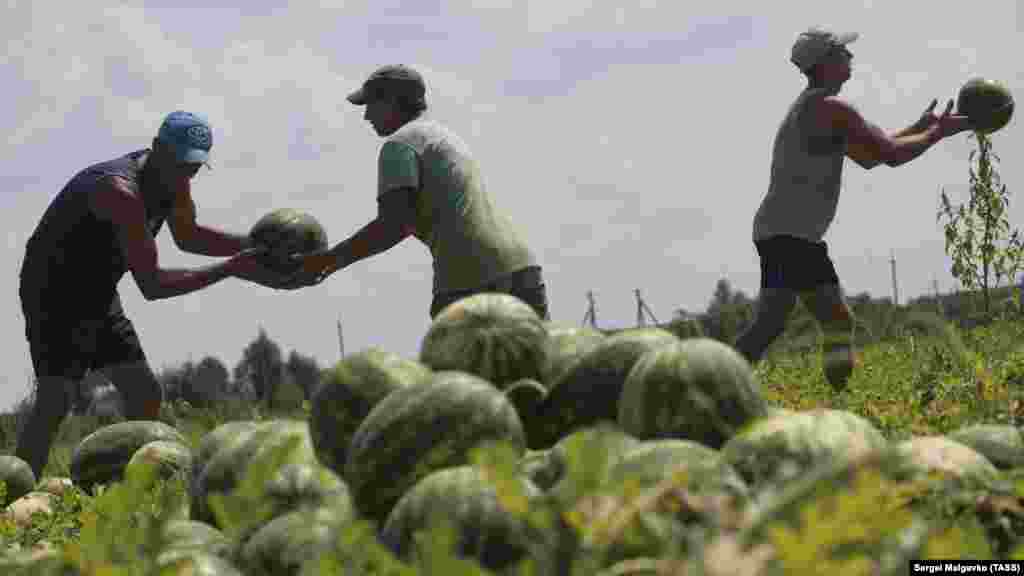 Еще одной особенностью при выборе арбуза называют издаваемый им характерный звук при постукивании по ягоде 