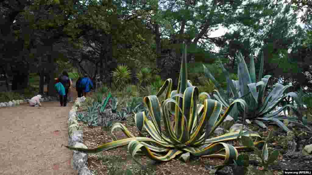 Американская агава в парке «Монтедор»