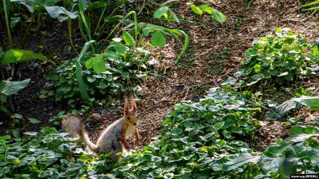 Серед мешканців парку – білки
