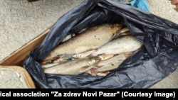 Mrtva riba izvađena iz reke Raške, nadomak Novog Pazara, 28. jun 2025.