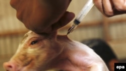 Хуже всего для людей, утверждают специалисты, если свиной грипп породнится с птичьим