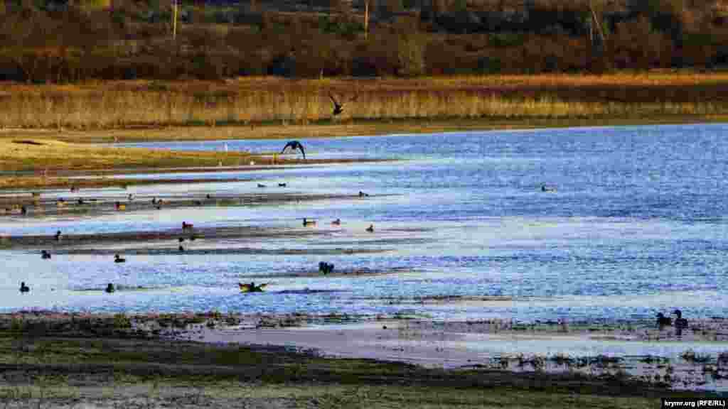 Здесь практически нет рыбаков. Зато можно увидеть разные виды птиц: ворон, уток и лебедей