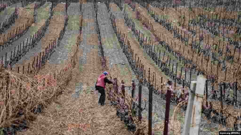 Обрезка виноградных кустов у села Виноградное близ Алушты. Как выглядит Виноградное и его окрестности нынче &ndash; смотрите в нашем фоторепортаже