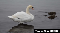 У Держпродспоживслужбі заявили, що вживають заходів, щоб запобігти поширенню хвороби.