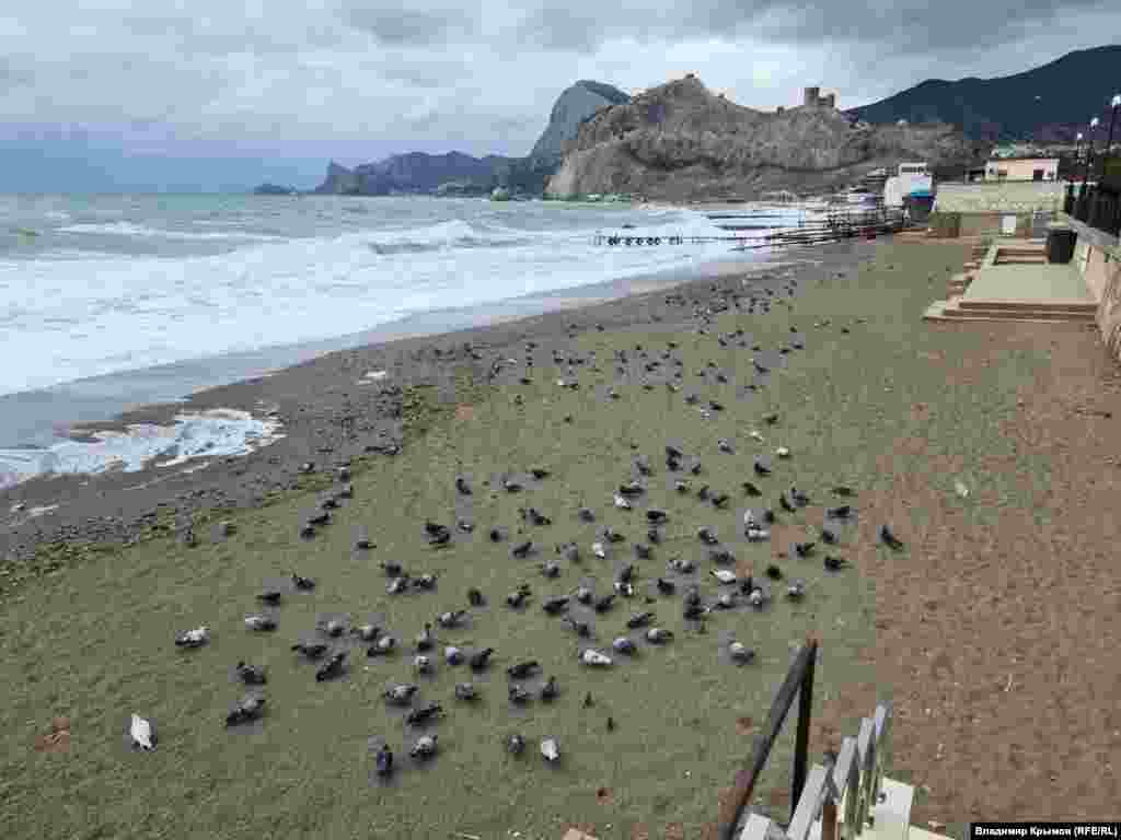 Пляжи «оккупировали» местные голуби и воробьи в поисках чего-нибудь съестного, Судак, Крым, середина декабря 2024 г.