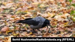 Иллюстративное фото