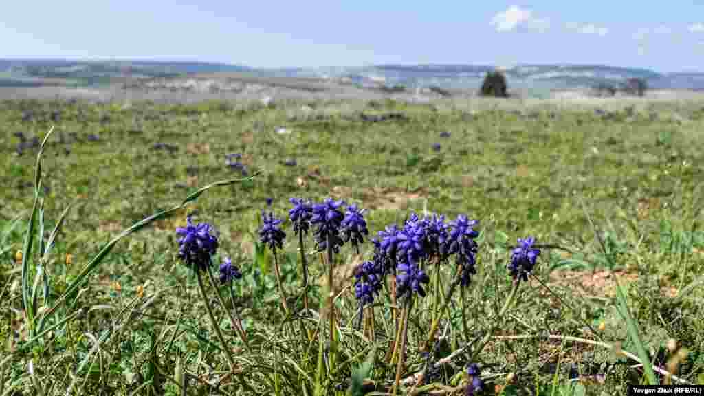 На лугу синеет гадючий лук или мышиный гиацинт 