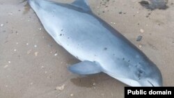 Погибший дельфин, архивное фото