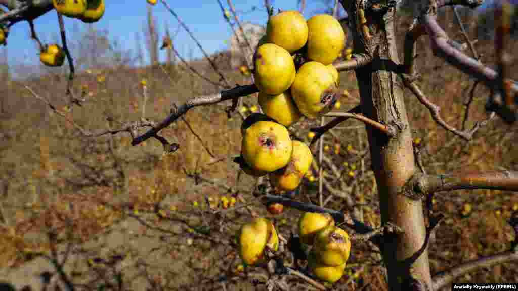 Яблоки пострадали от парши – грибкового заболевания. Будет лакомство птицам зимой