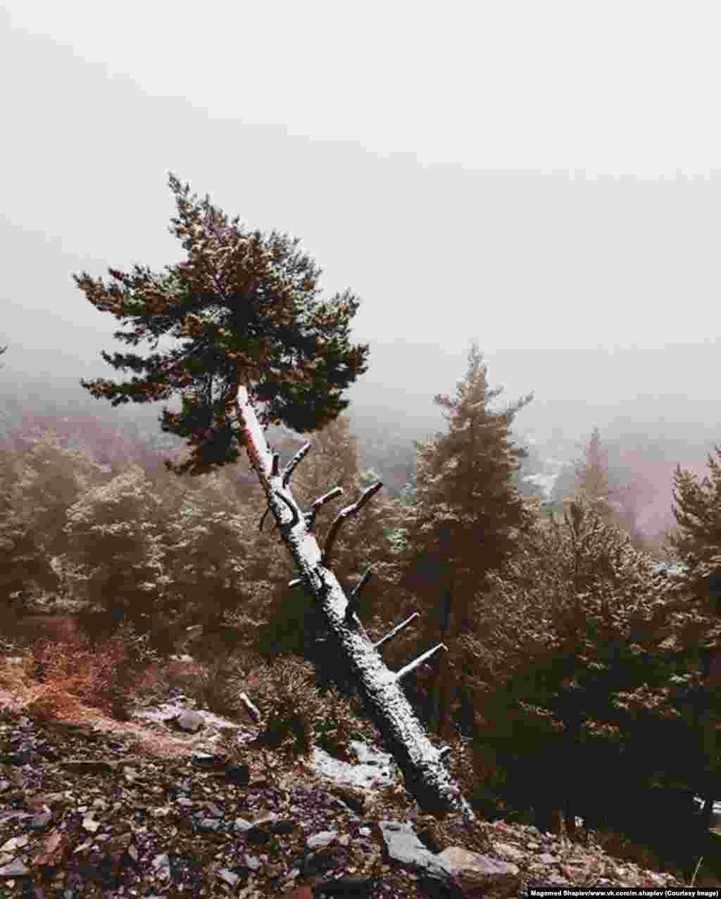 Сосна под  свежим снегом