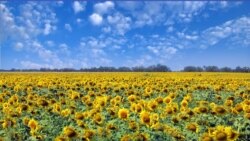 Ваша Свобода | Ринок землі: що ухвалив парламент? Ваша Свобода | Ринок землі: що ухвалив парламент?