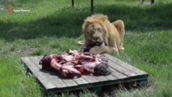 Кормление львов Кормление львов