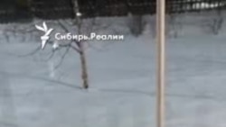 Белка на остановке в Сургуте Белка на остановке в Сургуте