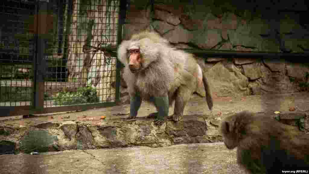 Павиан. У этих обезьян разнообразный рацион: от фруктов и насекомых – до моллюсков, рыб и даже зайцев