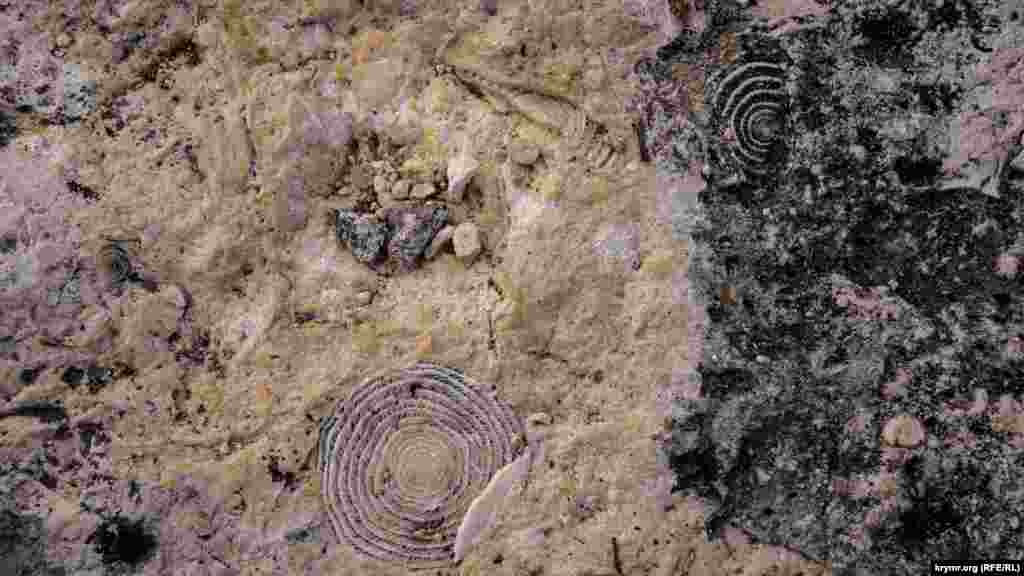 Верхний пласт откоса – это нуммулитовый известняк. Нуммулиты (от латинского – монетка) – род раковинных одноклеточных организмов. При постройке знаменитых египетских пирамид использовался именно нуммулитовый известняк