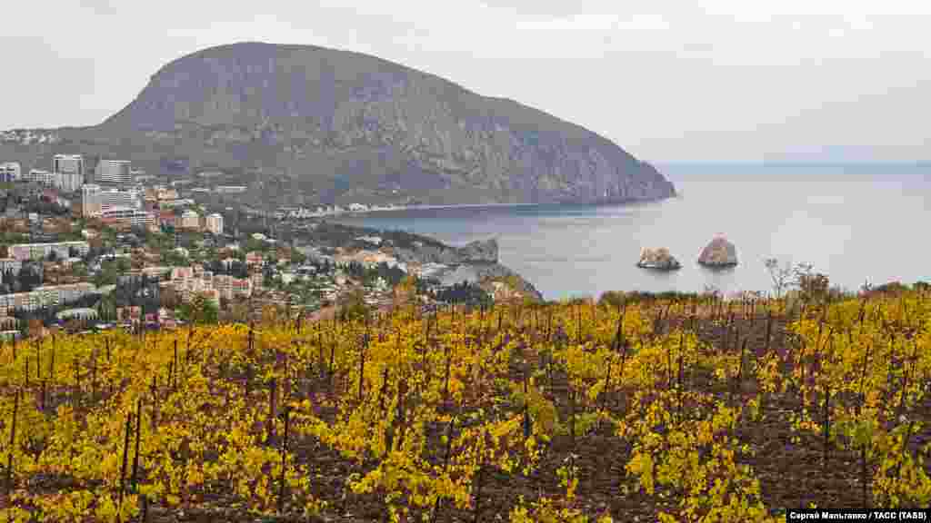 Виноградник «Массандра» в районе Гурзуфа, на втором плане – гора Аю-Даг