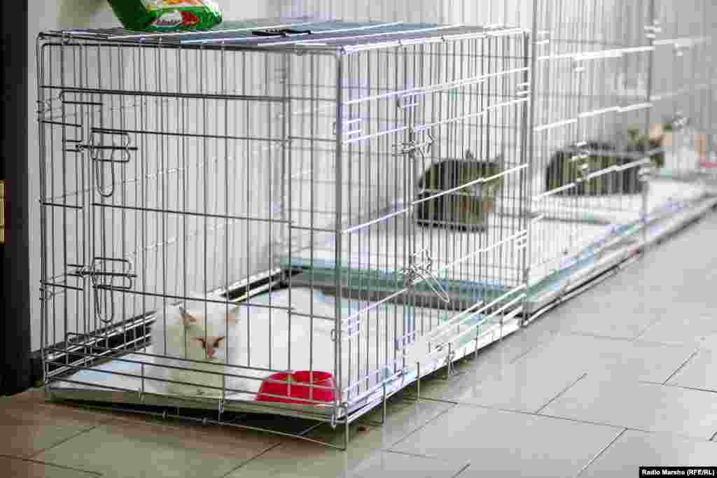 На новоселье приюта приехал глава Чечни Рамзан Кадыров. Он забрал к себе собаку-инвалида Марту и слепого кота Дарира. Пообещал опекать и заботиться о них. Позже слепой кот появлялся в видеоролике в соцсетях руководителя ЧР, а дочка Кадырова Айшат рассказала об особой связи своего отца с котом: животное, несмотря на слепоту, находит его в толпе людей во дворе дома.  