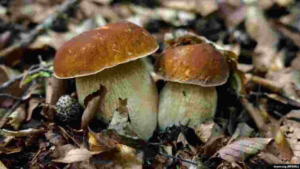 Первая пузатая парочка попалась за ближайшей просекой. Это «летний», бело-сетчатый, вид белых грибов или боровиков