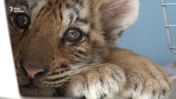 Олександр Пилишенко про заснування реабілітаційного центру для хижаків Олександр Пилишенко про заснування реабілітаційного центру для хижаків