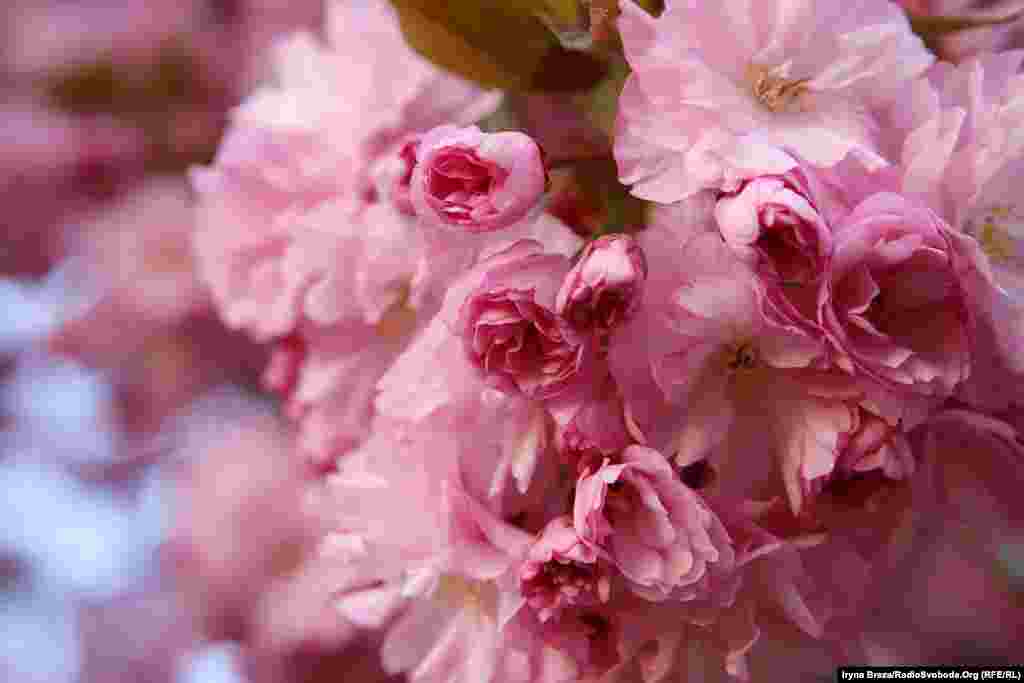 В Ужгороді цими днями розпочали квітнути цілі вулиці з японськими вишнями – сакурами. Найстаріші з них були посаджені у 1924 році