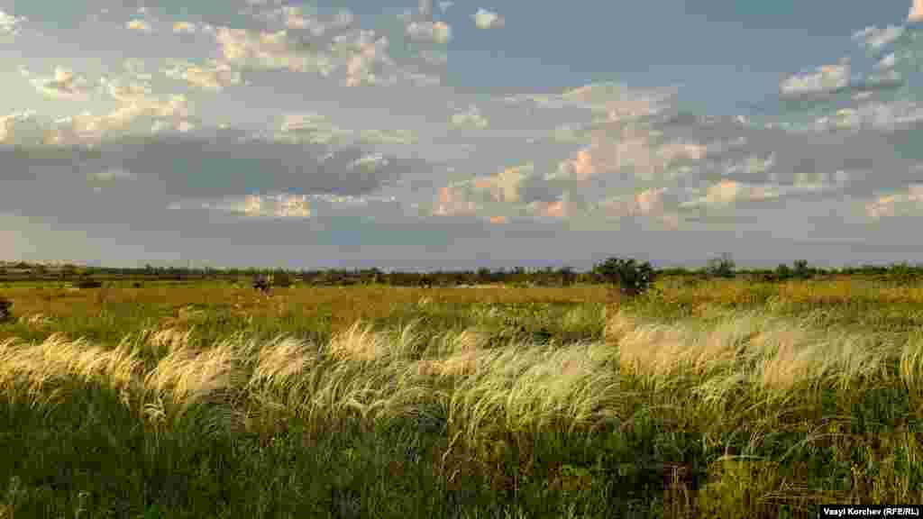 Маки – не единственное украшение весенней степи. Серебристый ковыль стелется под порывами ветра