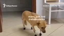 Сибирские ветеринары спасли собаку и сделали ей уникальные протезы Сибирские ветеринары спасли собаку и сделали ей уникальные протезы