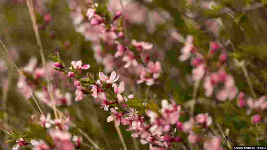 Вот они – опасные розовые кустики купины неопалимой. В момент прикосновения к ней человек ничего не чувствует, но после кожа в месте прикосновения краснеет и образуется ожог, затем – волдыри и язвы