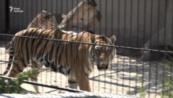 Тигри екс-міністра, лев-«мажор» і ведмідь-артист: як живуть хижаки в центрі реабілітації (відео) Тигри екс-міністра, лев-«мажор» і ведмідь-артист: як живуть хижаки в центрі реабілітації (відео)