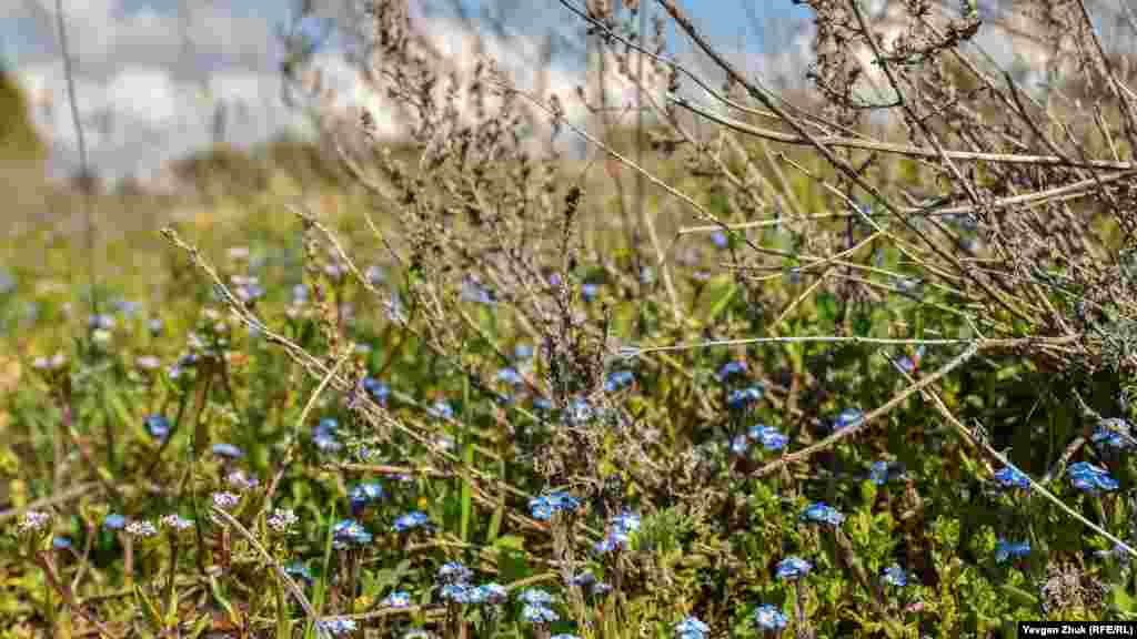 Незабудка мелкоцветковая голубым ковром покрыла небольшую поляну 