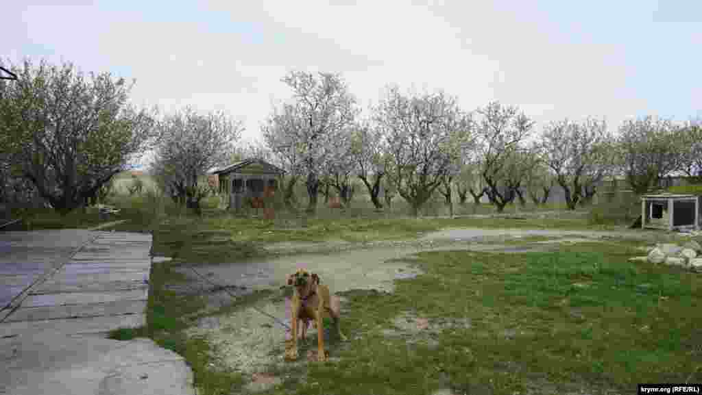 Следует напомнить, что в концу 1998 года одна за другой все три здешние воинские части были расформированы. В 2002 году агенство приняло решение свернуть всю деятельность в Школьном и полностью сосредоточиться на базе НИПа в селе Молочном под Евпаторией. Туда вскоре перевезли из Школьного все наиболее важное и ценное, кроме, разве что, ТНА-400 – уникального высокоточного и малосерийного радиотелескопа. Найти им достойное применение так и не удалось. Если не считать, конечно, ООО «Берфин», которое приспособило под пошивочный цех одно из зданий городка. Но уже несколько лет цех не работает. Говорят, его хозяйка что-то не поделила с прежним руководителем района, который «сдал» ее налоговикам. Единственный бдительный сторож цеха и заодно миндалевого сада – пес на привязи.