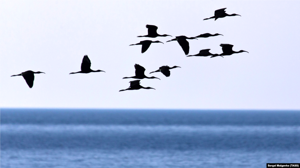 Стая ибисов пролетает над водной гладью Черного моря 