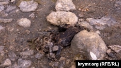 Мертвая птица, иллюстрационное фото