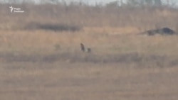 Військові готують запасні позиції поблизу Богданівки – відеорепортаж Військові готують запасні позиції поблизу Богданівки – відеорепортаж