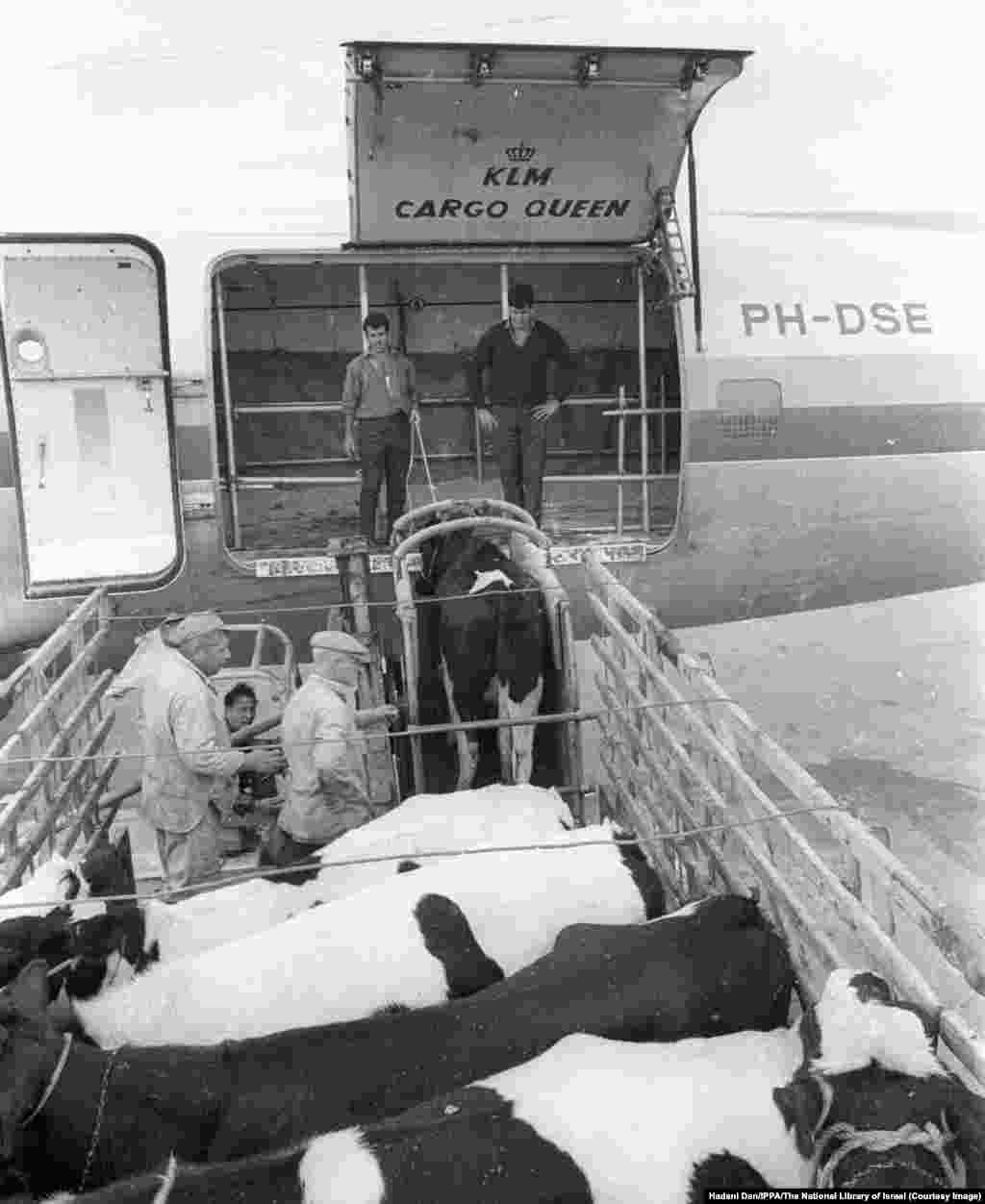 Коров молочной породы загружают на израильском аэродроме на борт грузового самолета, направляющегося в Иран, 1965 год.Пока Израиль получал выгоду от иранской нефти, Тегеран осваивал израильский опыт в области сельскохозяйственных и военных технологий