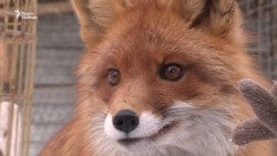 Хищники под запретом Хищники под запретом