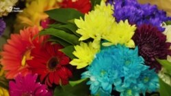 У Києві відбулася акція «Щастя не в'яне» (відео) У Києві відбулася акція «Щастя не в'яне» (відео)