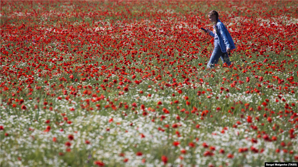 На маковом поле в окрестностях села Пожарское (до 1948 года – Булганак-Бодрак), что в западной части Симферопольского района