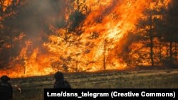 Ukraine -- Donetsk region, forest fire, July 2025