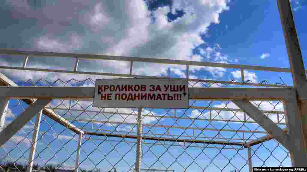 Единственно правило – не поднимать кроликов за уши  