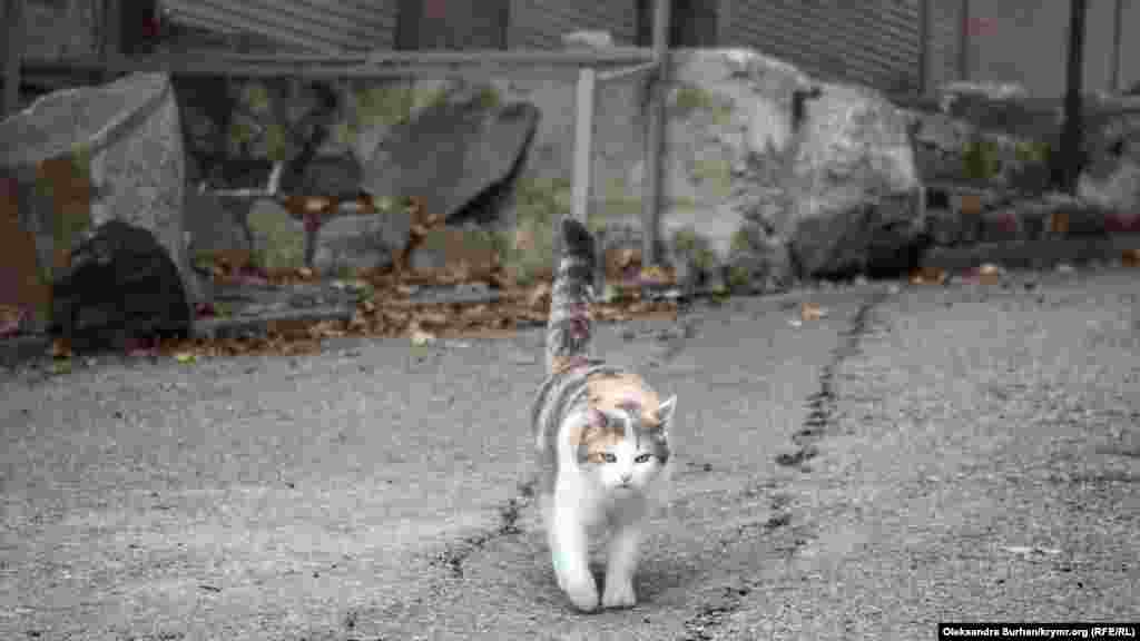 Единственные посетители в декабре разве что – коты