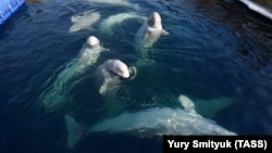 Белухи в "китовой тюрьме" в Приморье (архивное фото)