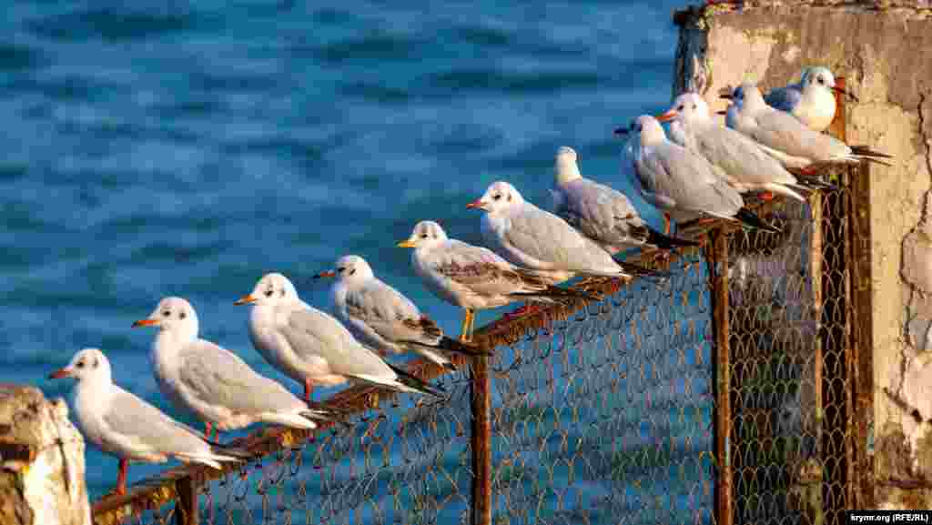 Чайки в алуштинском Профессорском уголке. В Крыму можно встретить 19 видов чайковых птиц, из которых 9 имеют типичную «чайковую внешность»