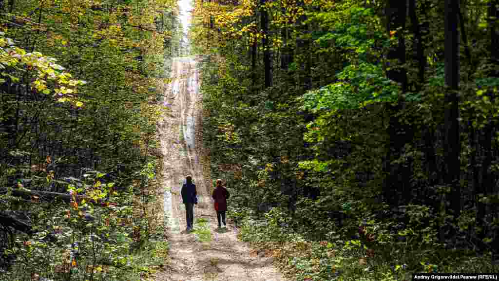 А вот как лес в этих же местах выглядел минувшей осенью. От части леса, расположенной справа от просеки, сейчас уже практически ничего не осталось. 