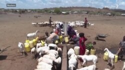 کینیا کې وچکالۍ د خلکو ژوند له کړاونو سره مخ کړی کینیا کې وچکالۍ د خلکو ژوند له کړاونو سره مخ کړی