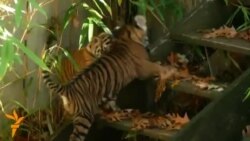 Публічний дебют суматранських тигренят у зоопарку у Вашингтоні Публічний дебют суматранських тигренят у зоопарку у Вашингтоні