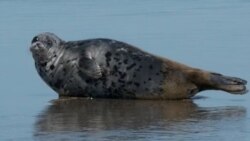 Дослідниця про зникнення унікальних каспійських тюленів (відео) Дослідниця про зникнення унікальних каспійських тюленів (відео)